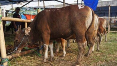 Biro Kesra Data Sementara dari OPD Berkurban 16 Ekor Sapi