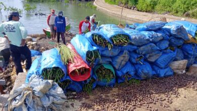 Jaga Kelestarian Kawasan Pesisir, DKP Sulsel Tanam 38 Ribu Batang Mangrove Ditanam di Kab.Bone