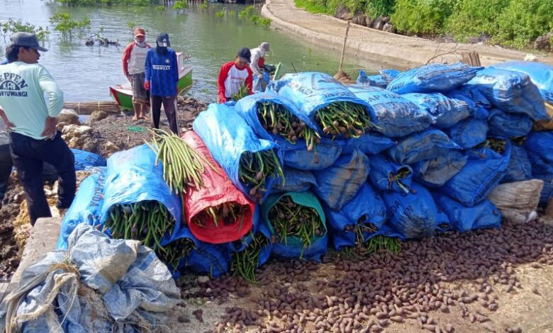 Jaga Kelestarian Kawasan Pesisir, DKP Sulsel Tanam 38 Ribu Batang Mangrove Ditanam di Kab.Bone