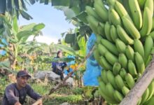 Petani Bone Raih Sukses Ekspor Pisang Cavendish ke Korea Selatan