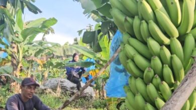 Petani Bone Raih Sukses Ekspor Pisang Cavendish ke Korea Selatan