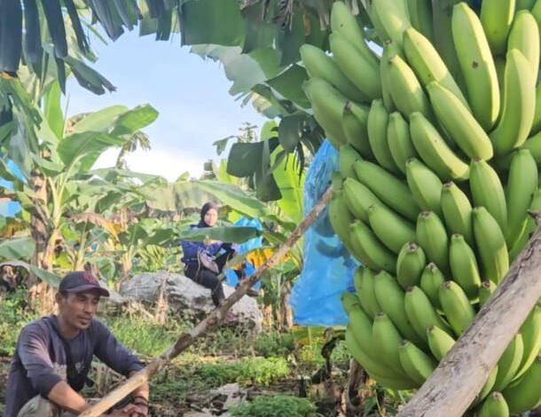Petani Bone Raih Sukses Ekspor Pisang Cavendish ke Korea Selatan