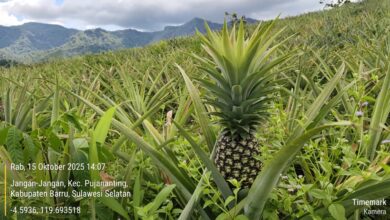 Manisnya Nanas dari Barru Dari Bantuan Bibit Jadi Komoditas Ekspor